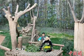 留下美好回忆，大熊猫“福宝”纪录片将于今秋在韩国上映图片