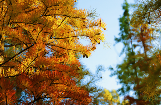 解锁冬日专属浪漫  三家村水库水杉林如诗如画