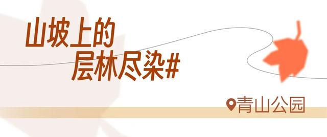 红红红红！红“枫”了！