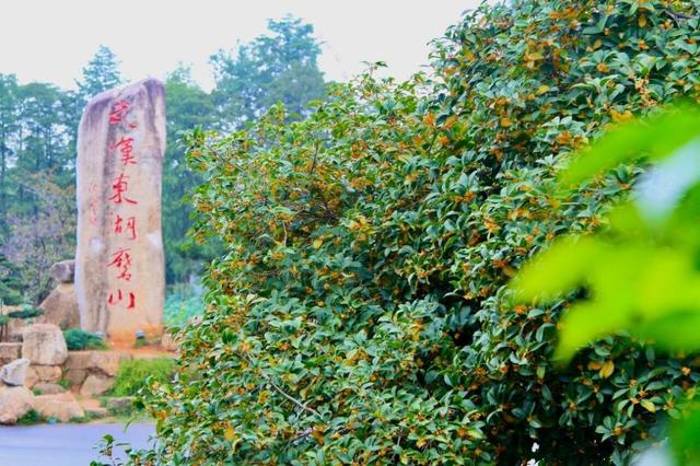 国庆游东湖磨山，在荆风楚韵里“微度假”