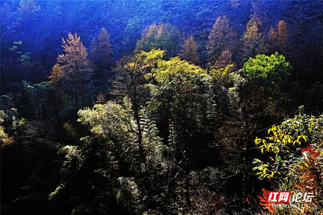 从“十八拐”到齐眉界，一条森林公园里的红色风景线