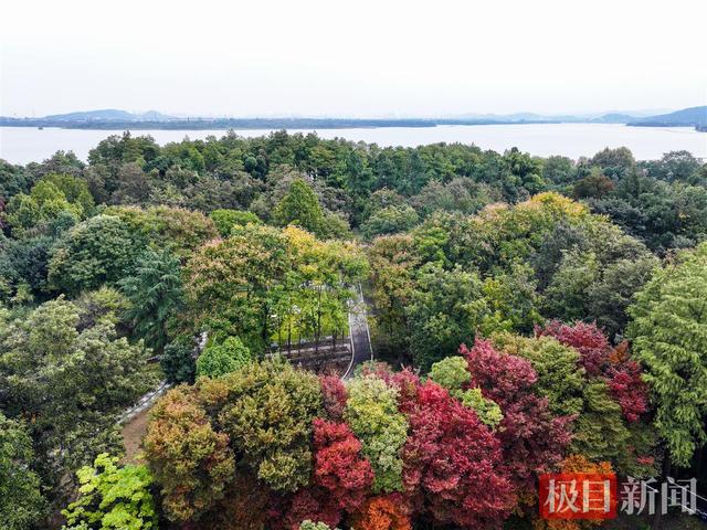 武汉东湖磨山披“彩衣”，深秋画卷引客来