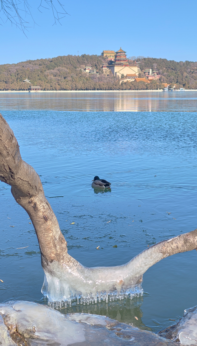 冬日颐和园：昆明湖冰裹树枝，宛如水晶雕塑