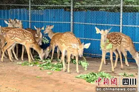 泸州泸县：特色养殖成农户增收致富新选择图片