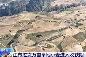 新疆奇台江布拉克万亩旱地小麦“丰”景如画 机械助力颗粒归仓图片