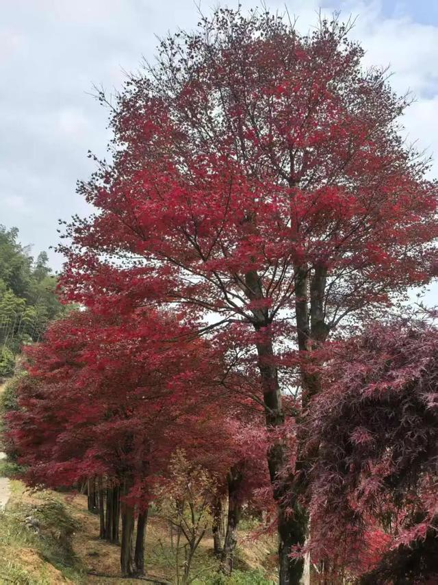 霜染丹枫！全州这个地方已进入观赏期~