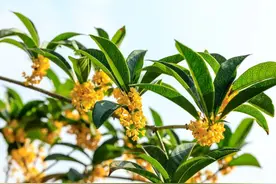 桂花虽好，可别乱摘！图片