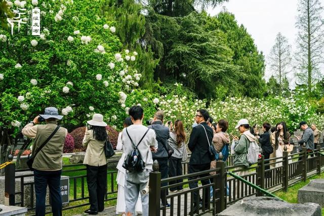 花样秦淮｜绣球花开