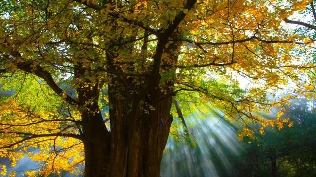 “刷爆”洛阳人朋友圈的金色，谁看谁心动～