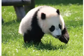 欢迎回家！4只旅日大熊猫平安回家图片