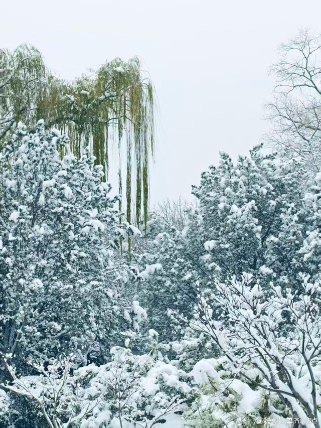 雪中泉城公园美不胜收