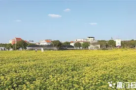 速来！油菜花、樱花都开了！就在厦门这些地方……图片
