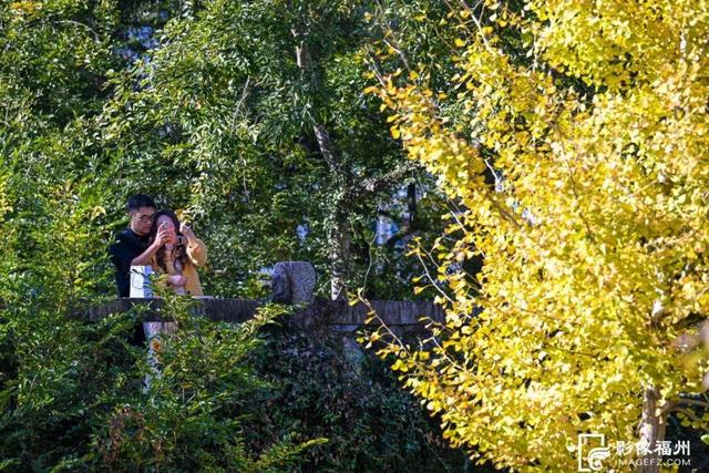 色彩斑斓！福州迎来红叶季