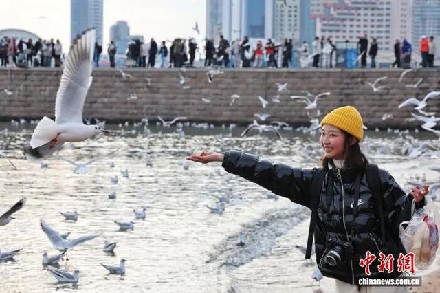 打卡青岛冬日“顶流”，海鸥衔来最生动的城市名片