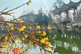 家门口的烂漫春花！石家庄公园广场赏花地图来啦图片