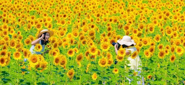 登上全省名单！翔安美景实力出圈→