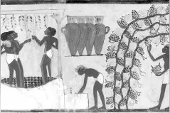 葡萄酒与地中海古代文明图片