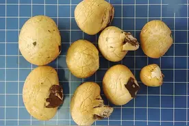 全球新物种！秦岭隐孔菌被发现图片