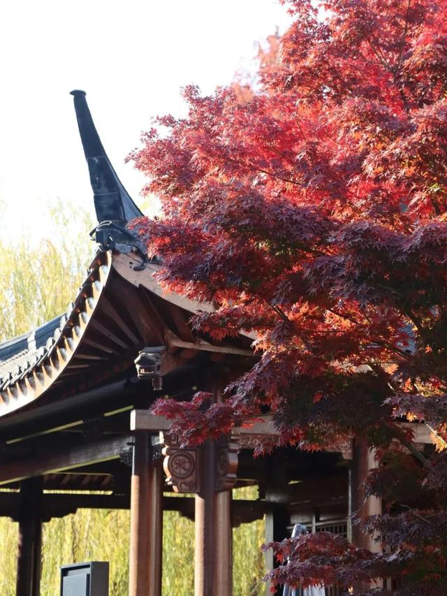 想你的“枫”，红了！终于红了！