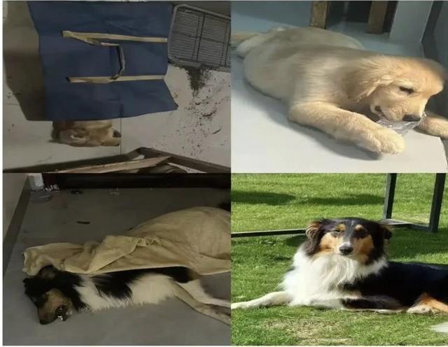 一小区有人高空抛食毒死多条宠物狗