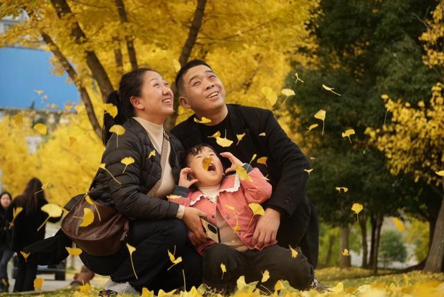 一树金黄一城诗：七星关银杏点亮初冬的温柔