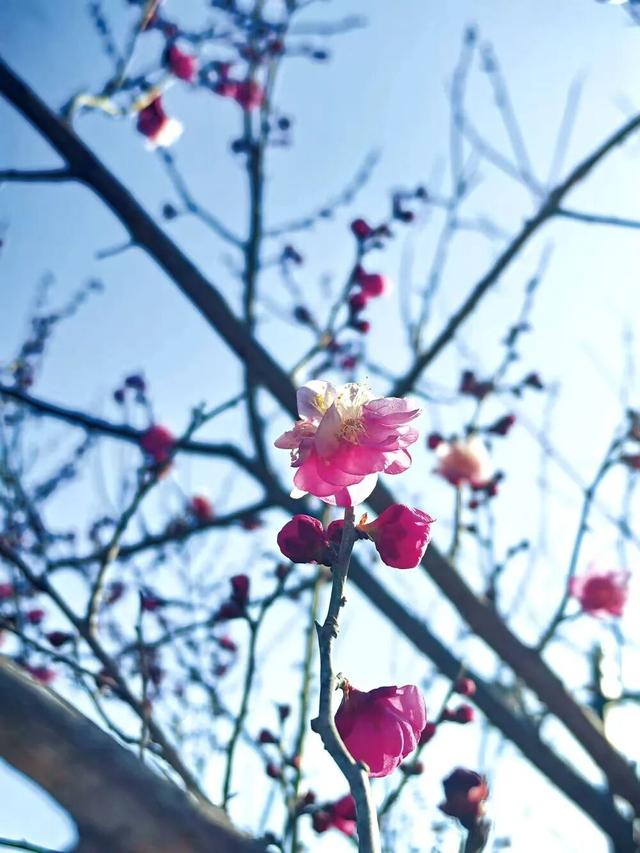 石家庄梅岭春早公园红梅开花了 ，一起去捕捉冬日的浪漫