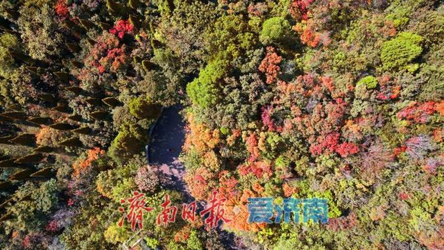 一年四季 泉在济南丨秋色入画层林尽染！千佛山红叶迎来最佳观赏期