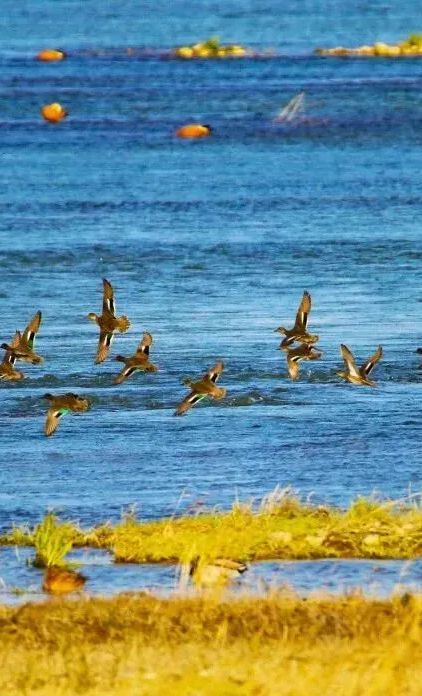 季节限定！洛阳些“海”人少景美，快出发！