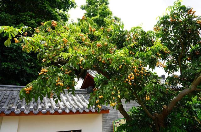 郁南无核黄皮怎么与文旅深度融合？郁南这样干！