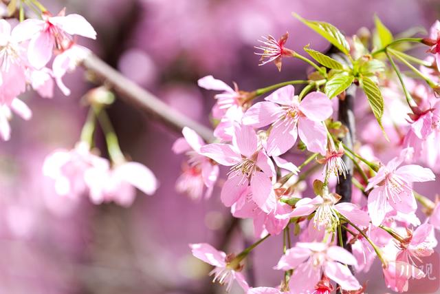粉樱漫山 两万株樱花绽放出绝美春天