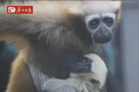 国际长臂猿日来广州动物园庆祝“猿胜”周岁生日图片