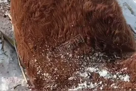 黑龙江有老虎下山吃牛，村民：今年雪大，它下山找食物，牛主人暂未获补偿图片