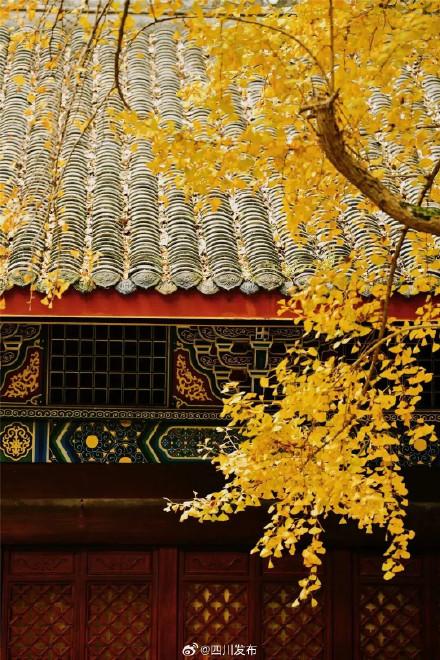 四川这份深秋限定浪漫，等你“淘”取！