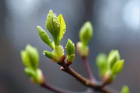 立春 | 节末，肠胃做“减法”，养生注意这些事！图片
