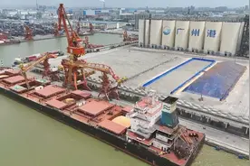 3.8万吨巴西大豆今天凌晨运抵广州港新沙港区图片