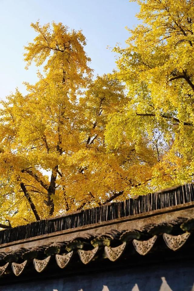 “美神”降临！太仓限定秋日美景，真的“杀”疯了！