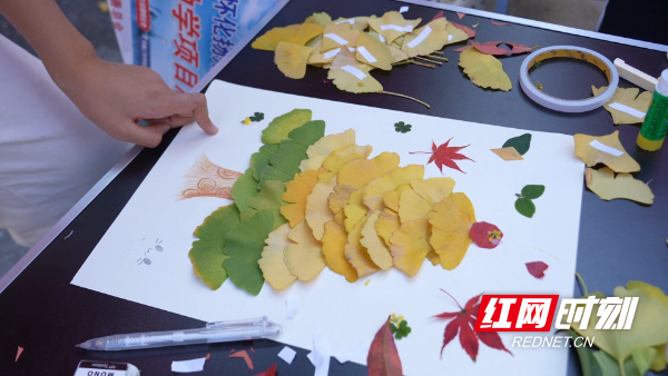 中方县：银杏迎来最佳观赏期 掀起游客打卡热潮