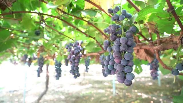 石家庄入选 “中国国际旅游影响力跃升15城”！跟着这些“好玩儿”目的地来打卡