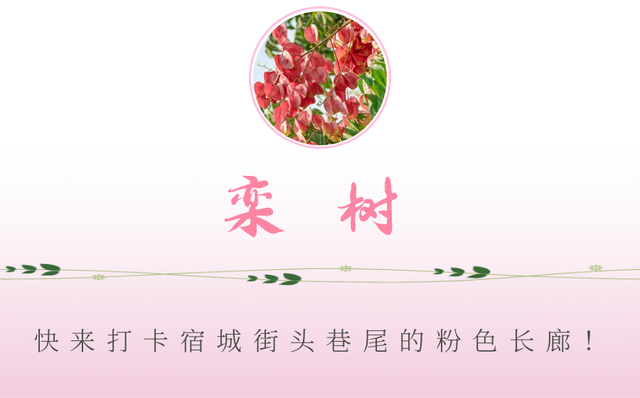 心动！宿城又涨“粉”了