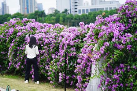 美呆了！南宁大片紫色花盛开！层层叠叠，如同紫色的瀑布