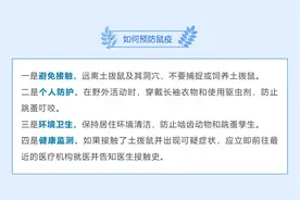 土拨鼠不能当宠物图片