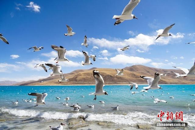 花木为笔，山湖成画 西藏的每一帧都是神仙壁纸