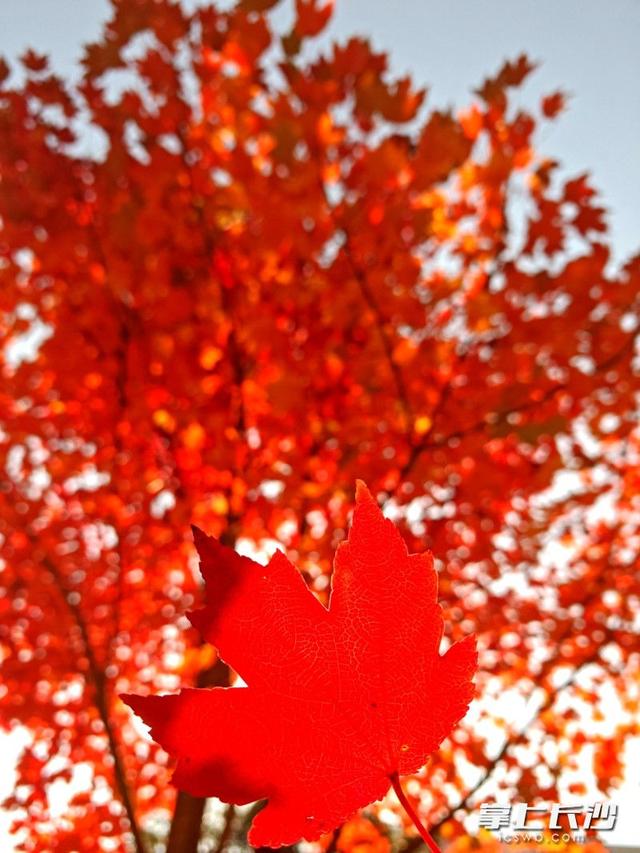 湖南农大枫叶进入最佳观赏期，错过等一年