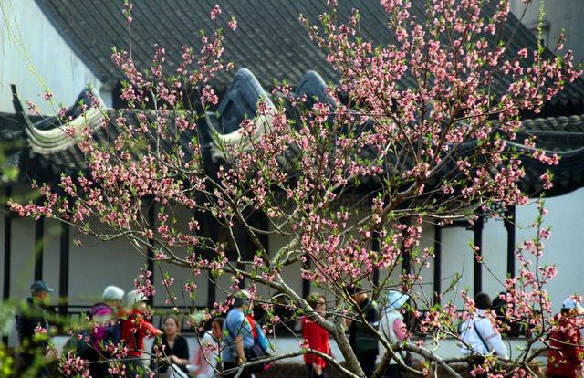 江苏苏州：拙政园桃花盛开醉游人