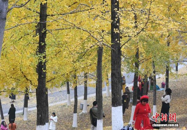 重庆：冬日银杏美如画 金黄满枝引游人