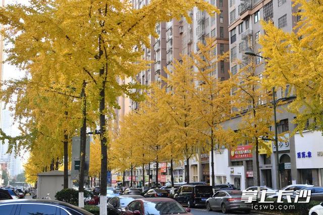 美不胜收！棠坡路披上“黄金甲”｜组图