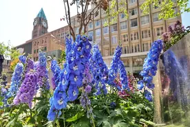 王府井变身“莫奈花园”，等你来打卡图片