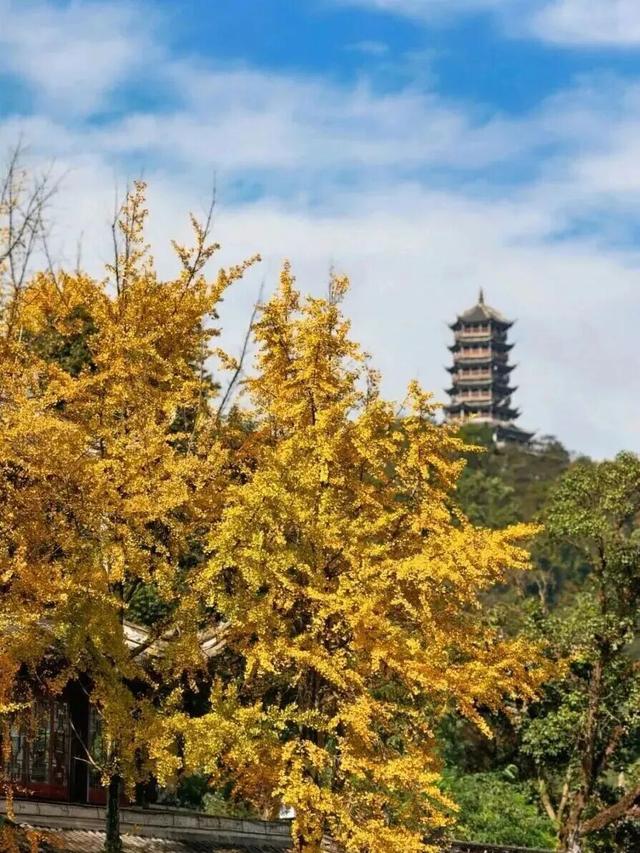 金灿灿！成都人的“顶流”上线，错过等一年！