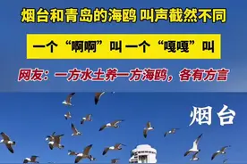 烟台和青岛的海鸥，叫声截然不同，一个“啊啊”叫，一个“嘎嘎”叫，网友：一方水土养一方海鸥，各有方言图片