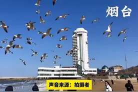 烟台和青岛的海鸥，叫声截然不同，一个“啊啊”叫，一个“嘎嘎”叫，网友：一方水土养一方海鸥，各有方言图片
